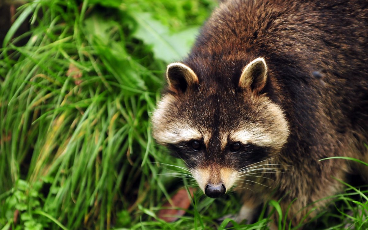 Енот полоскун коричневый