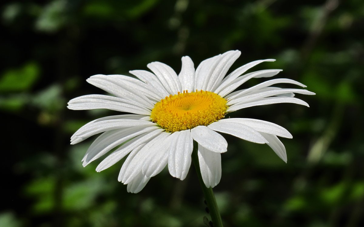 Белые ромашки