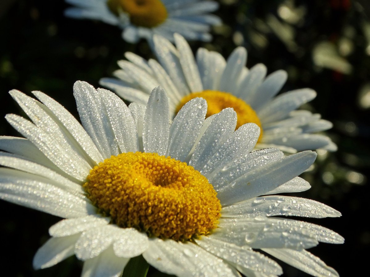 Крупные ромашки