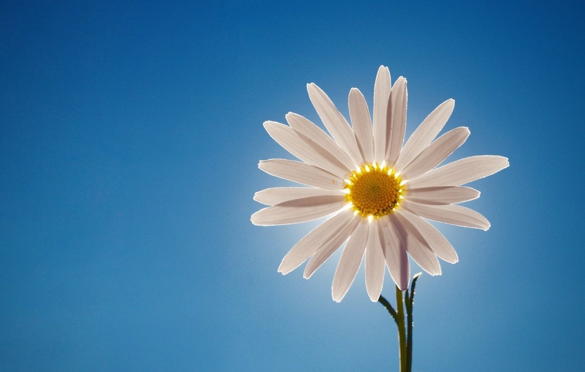 Ромашки на фоне неба