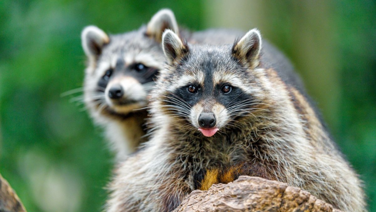 Североамериканский енот