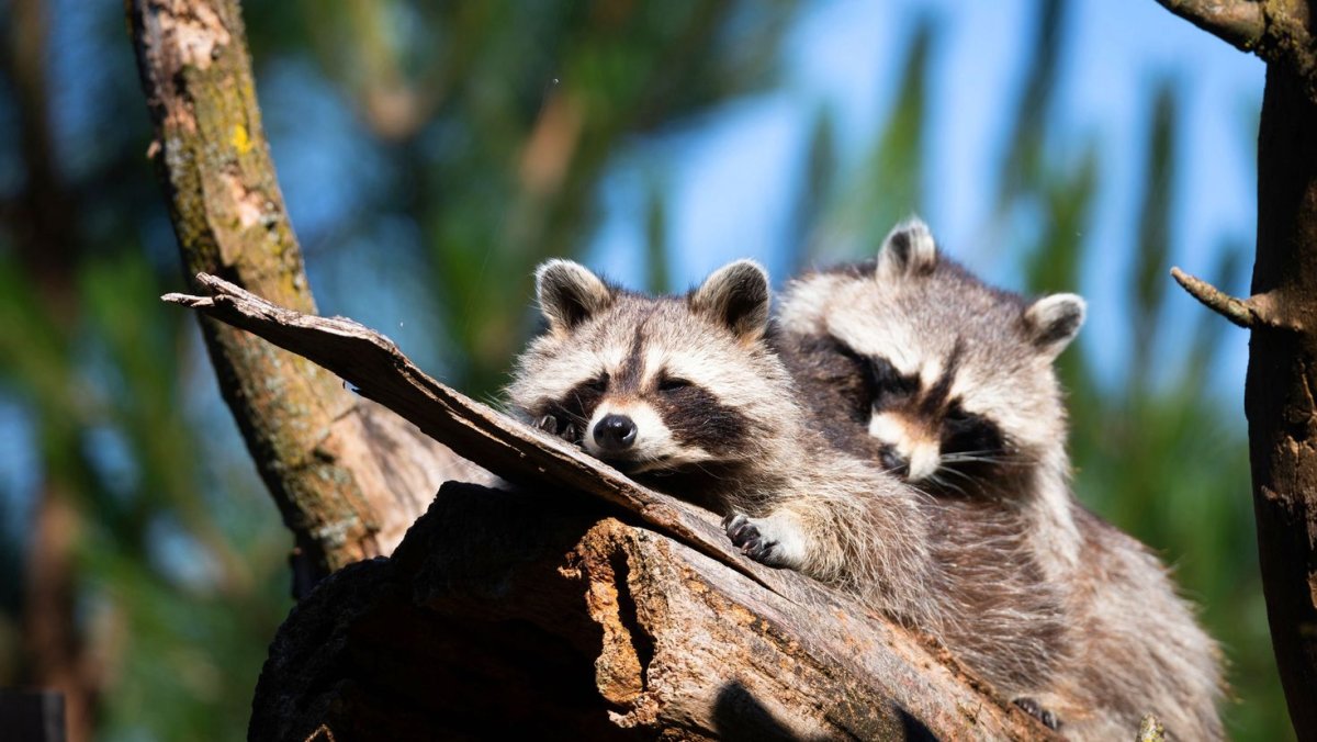 Китайский Ракун