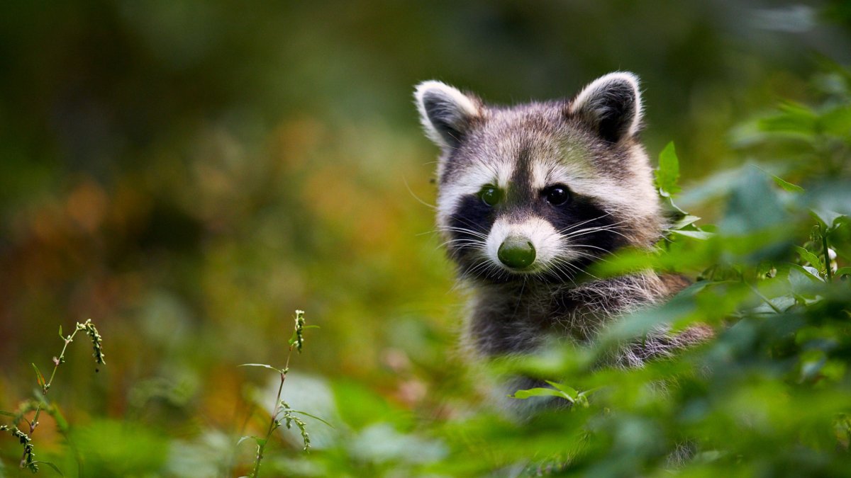 Енот на рабочий стол