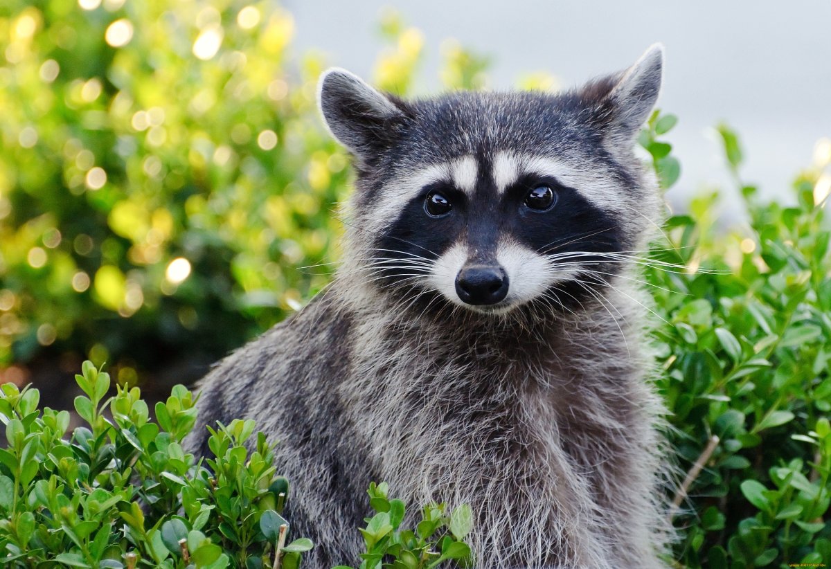 Тресмариасский енот