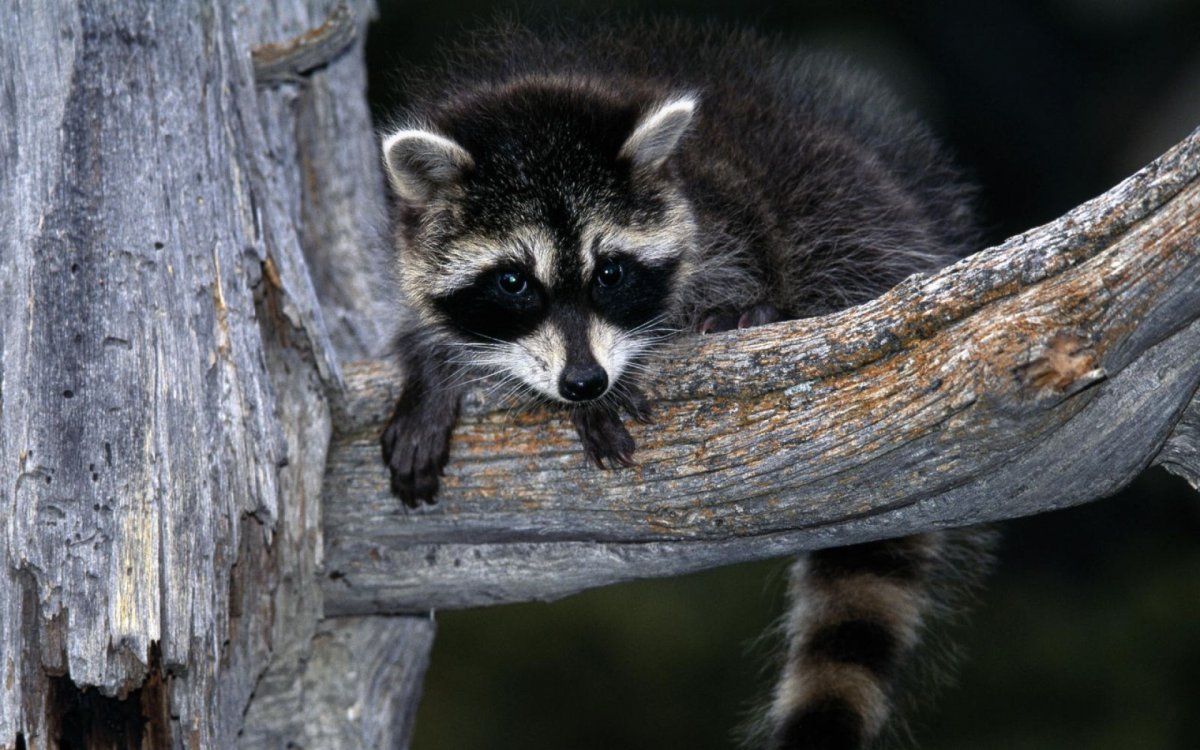 Американский енот 5 букв