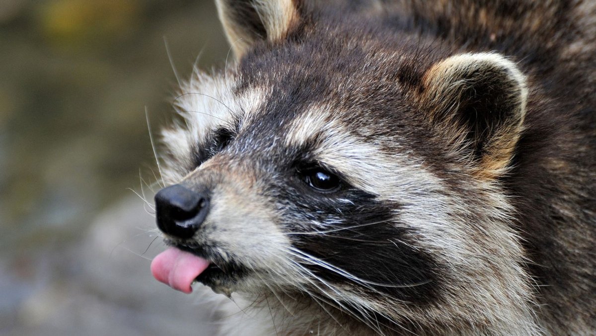 Злой енот полоскун