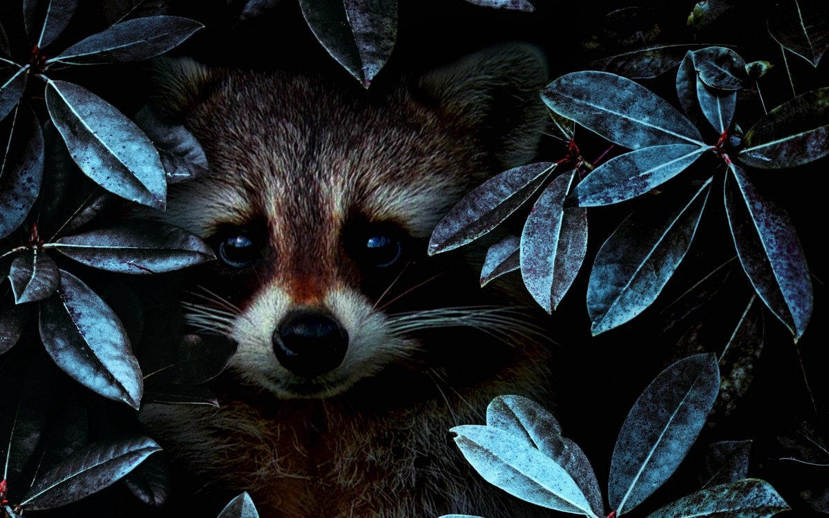 Енот на заставку