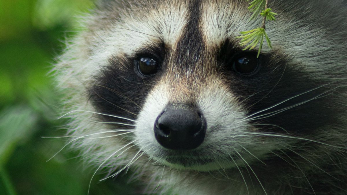 Морда енота
