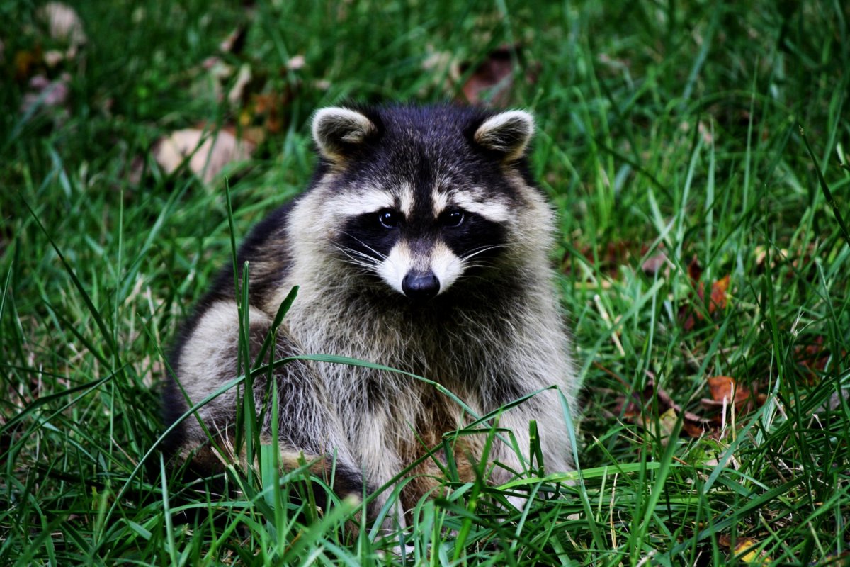 Енот Енотович