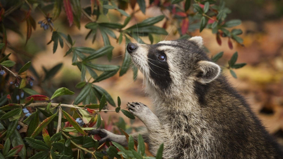 Енот на рабочий стол