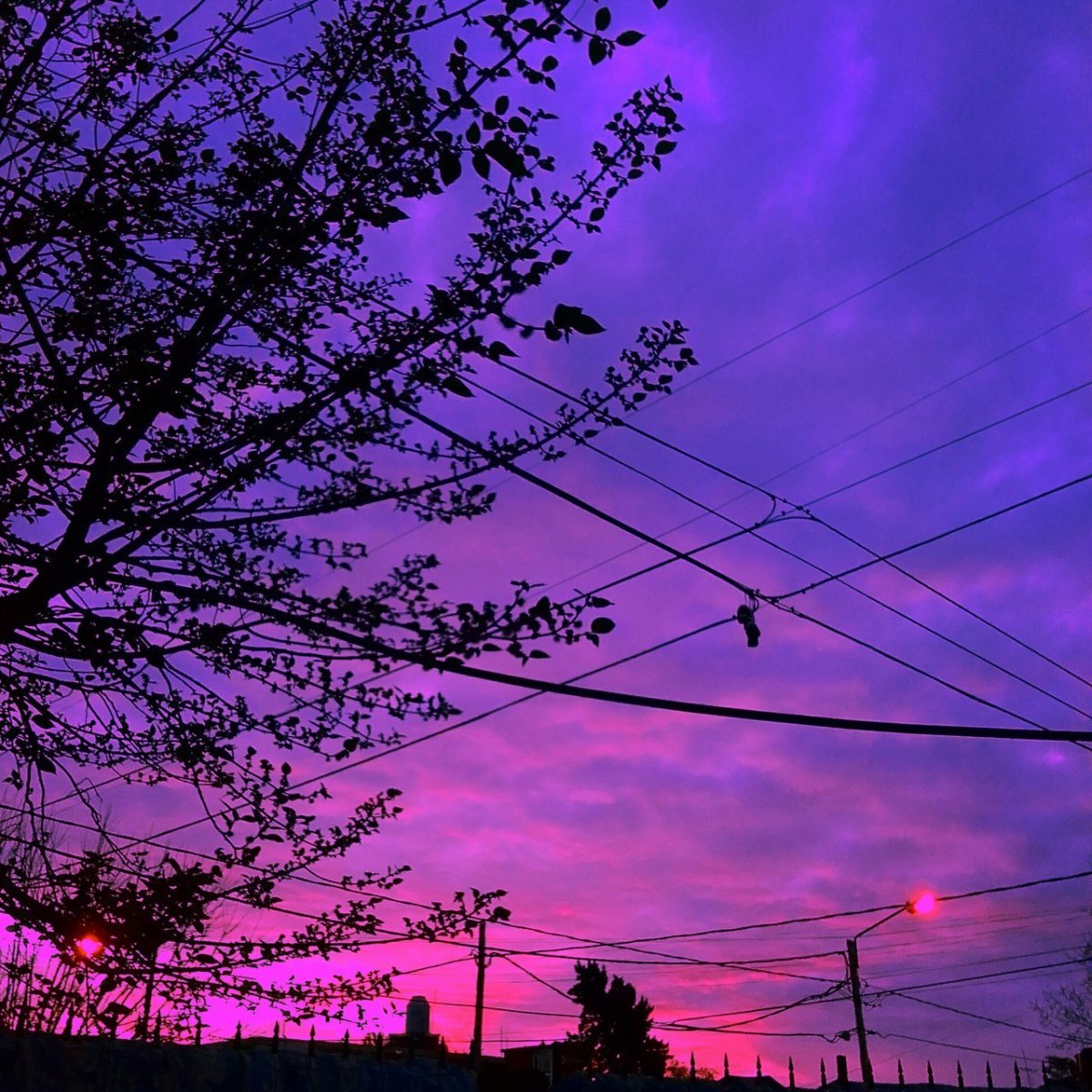 Фиолетовые фото