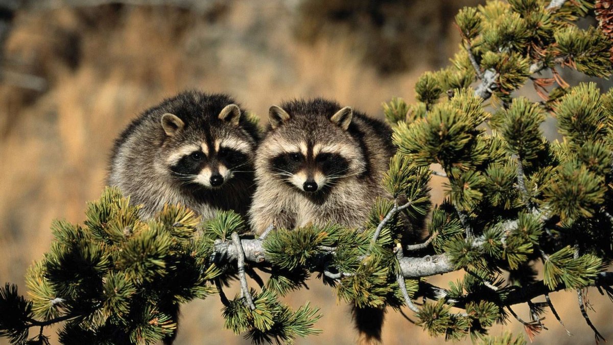 Енот в природе