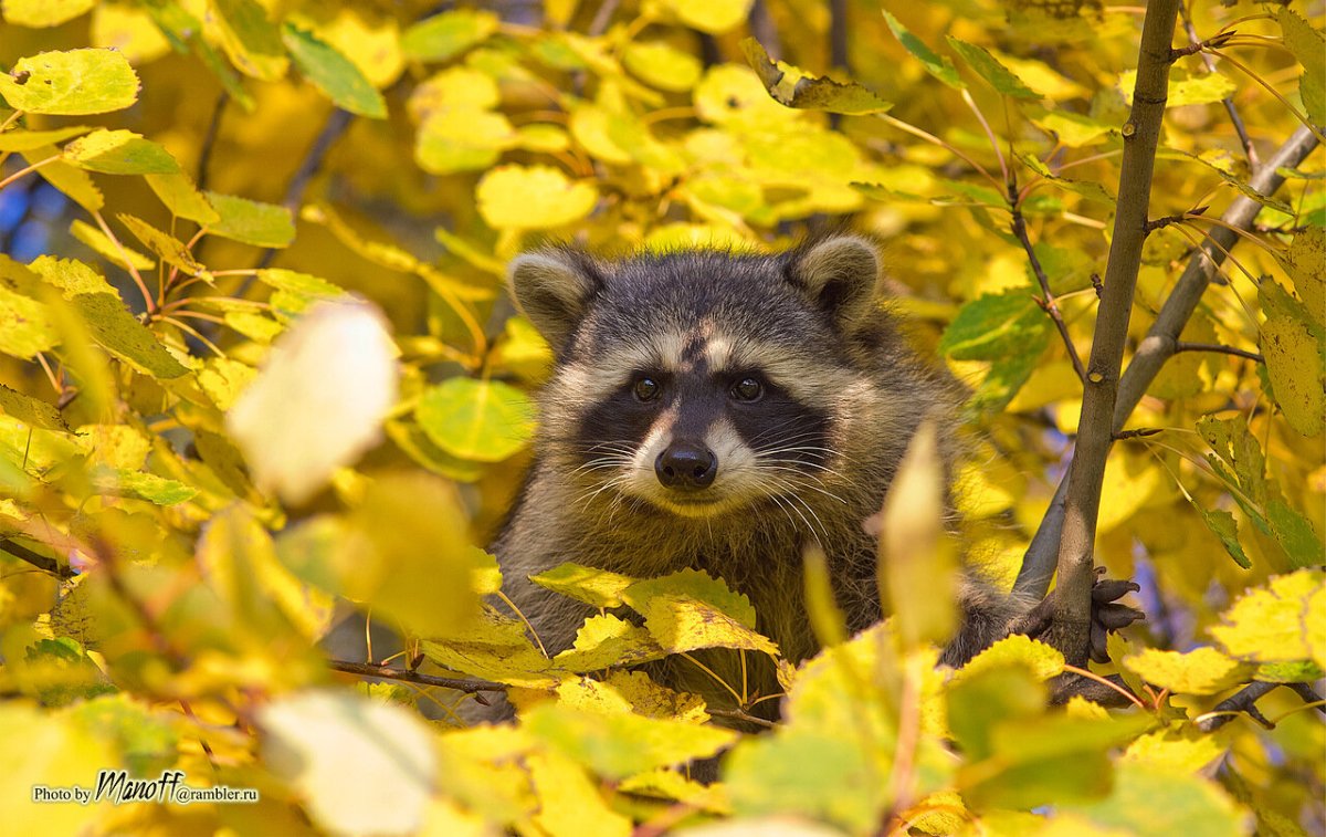Енот осень