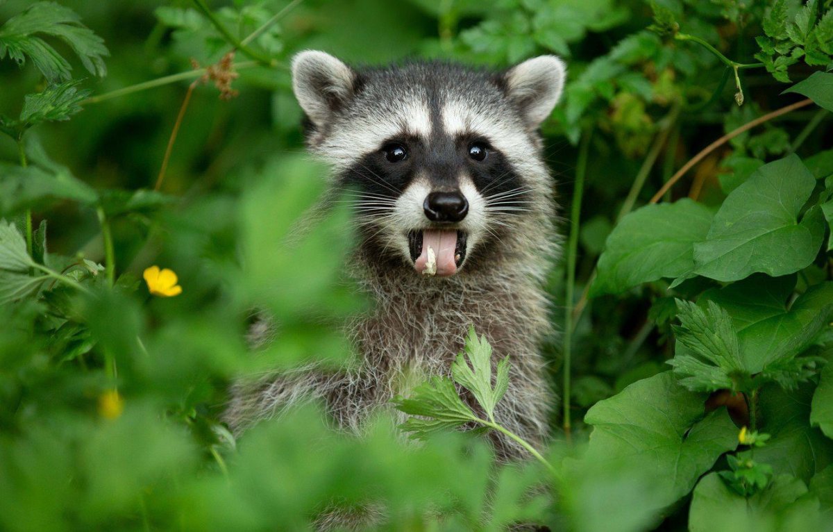 Полоскун енот Енотович