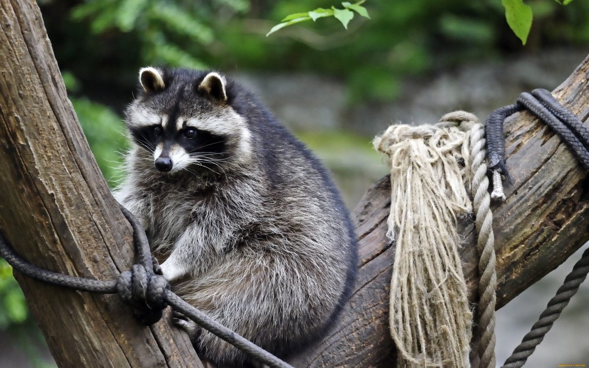 Добрый енот