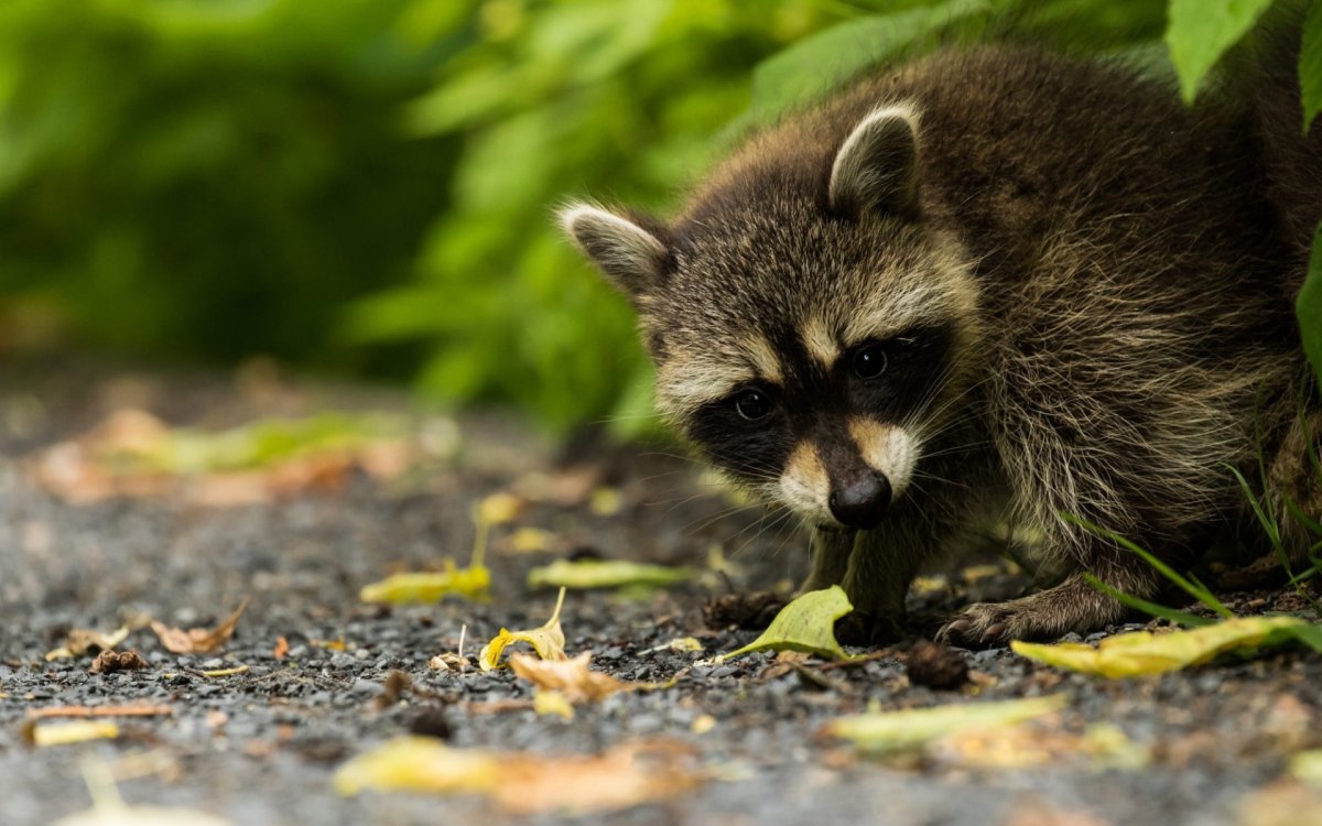 Енот прощается