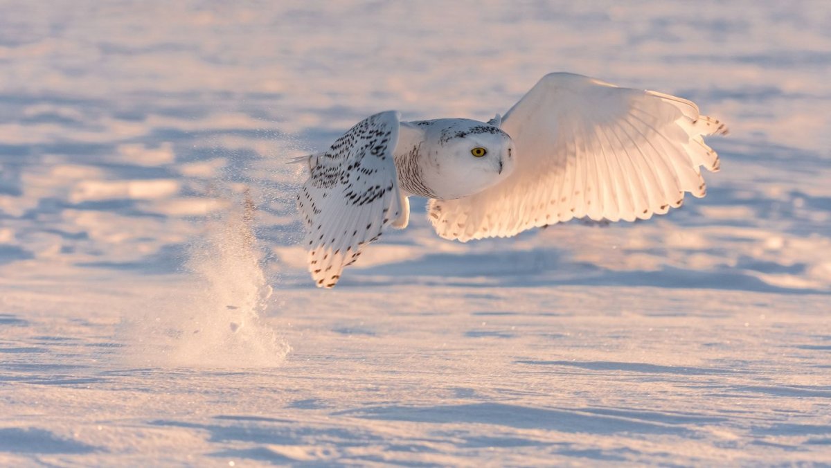 Полярная Сова в Арктике
