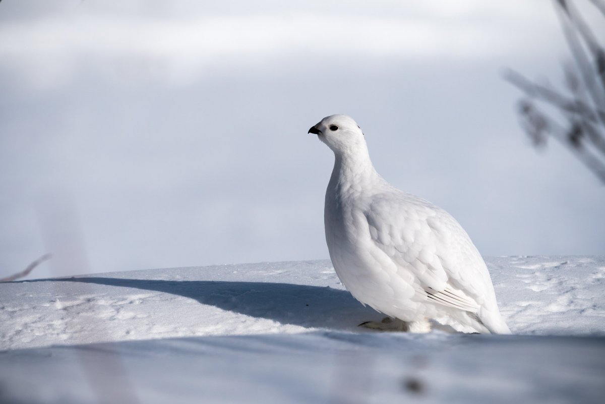 Полярная куропатка