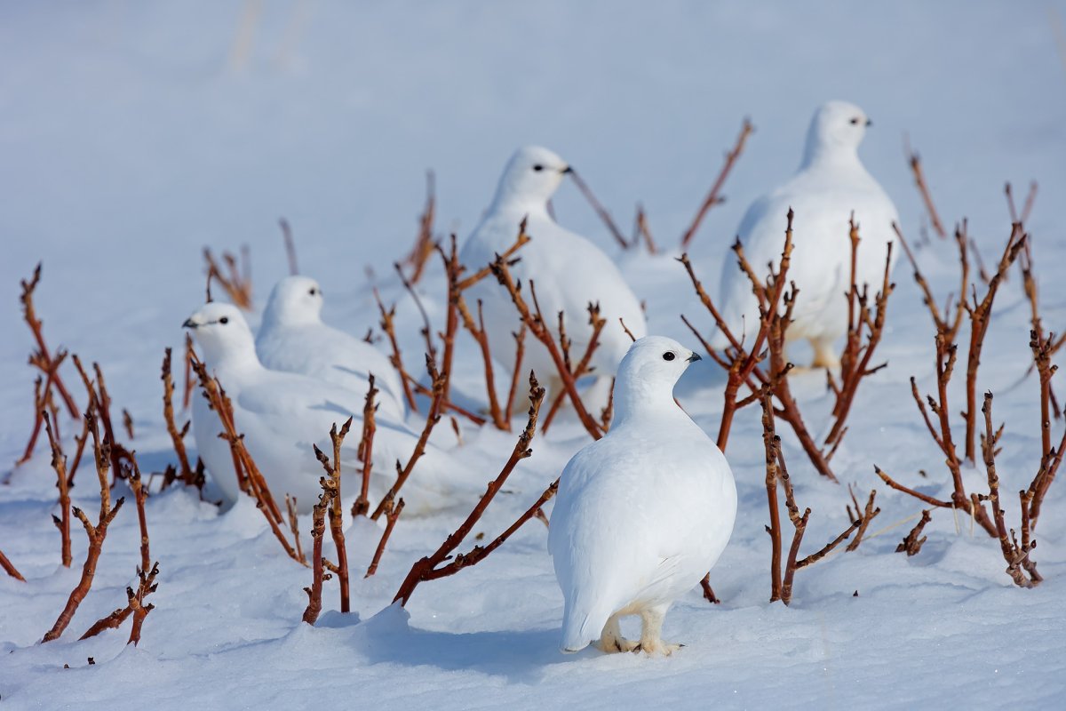 Белая куропатка в тундре