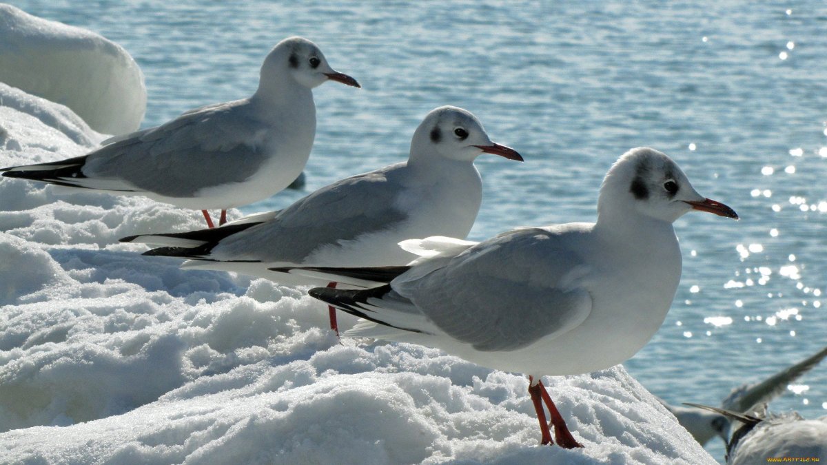 Чайка арктических пустынь