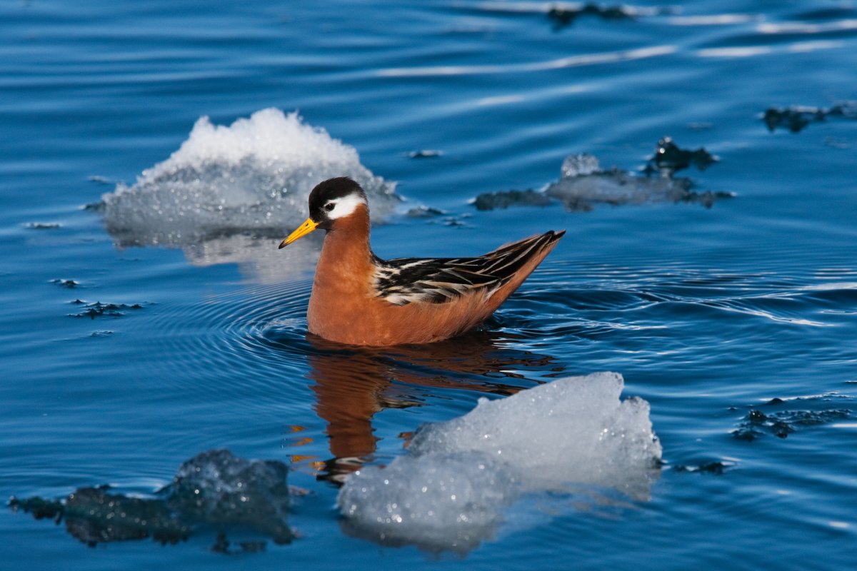 Арктические птицы