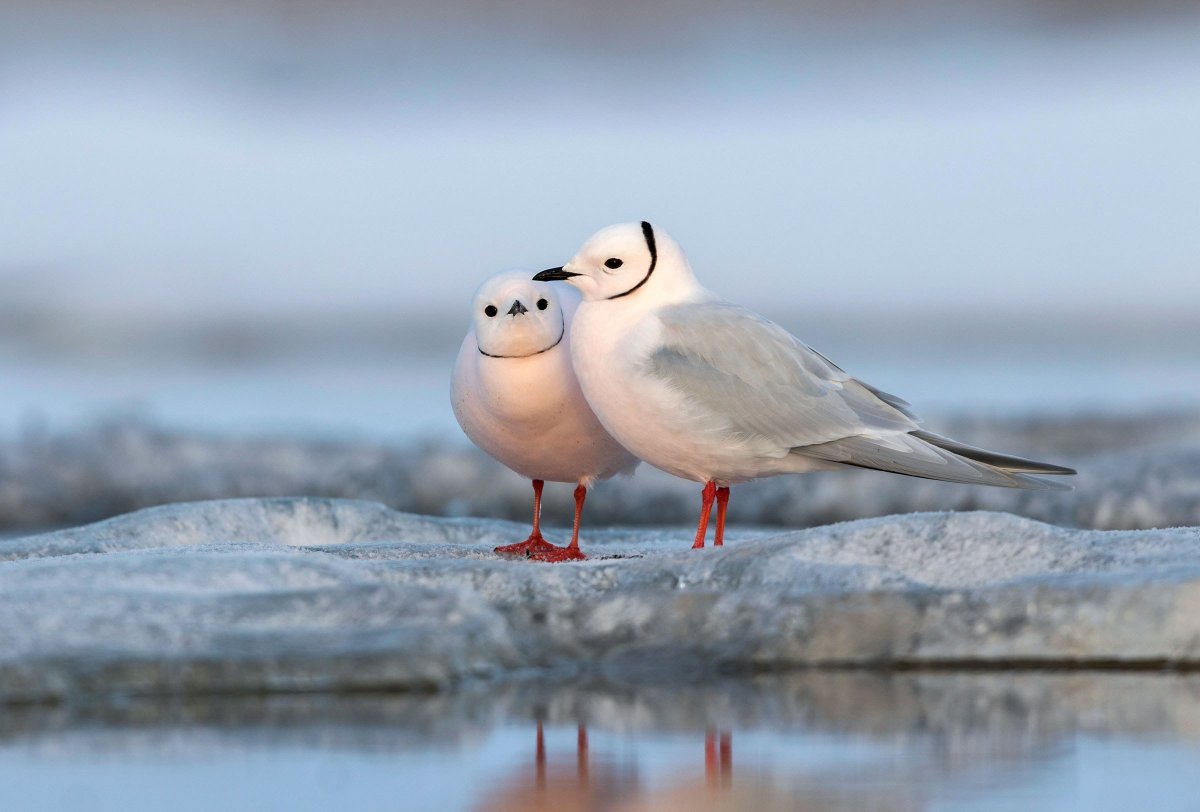 Розовая Чайка в Арктике