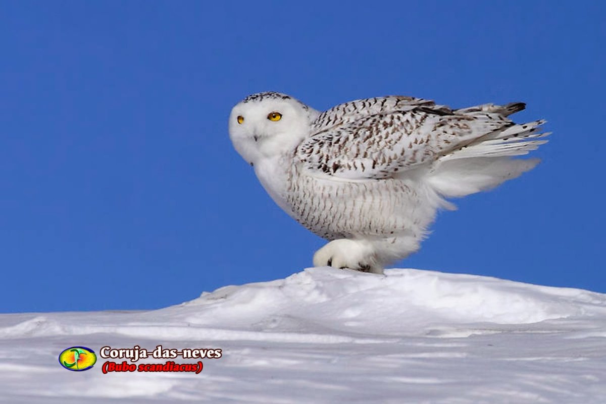 Животные тундры Полярная Сова