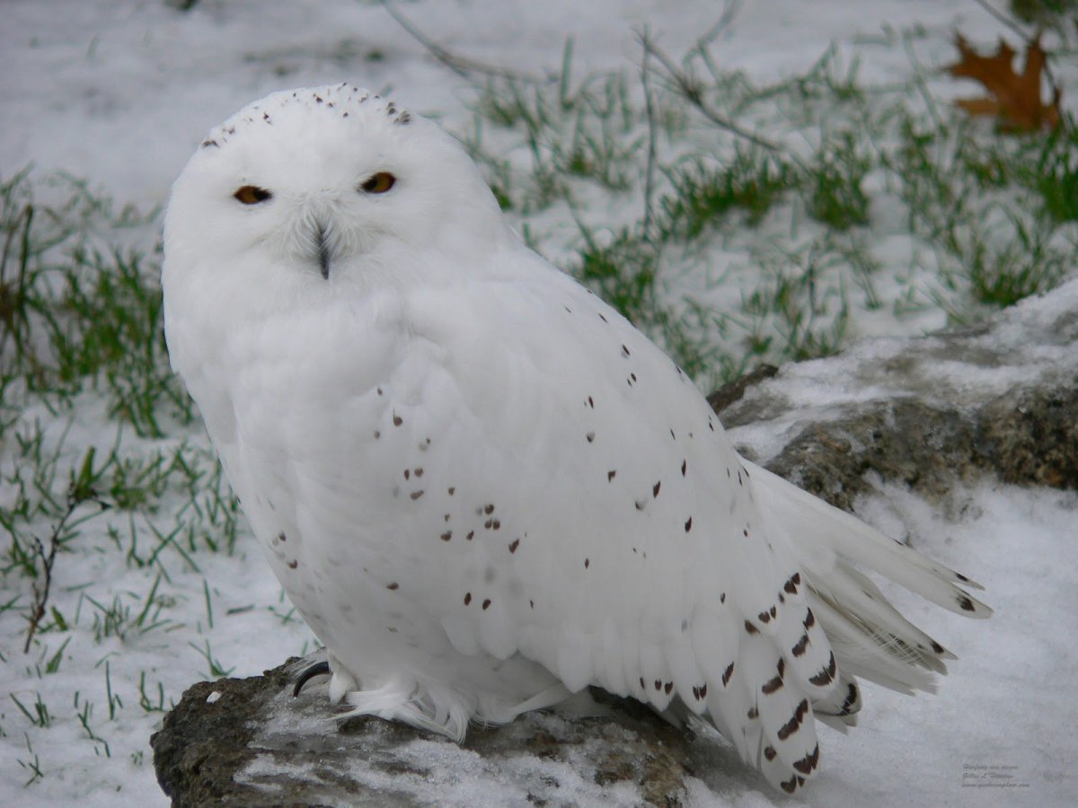 Совы Полярные