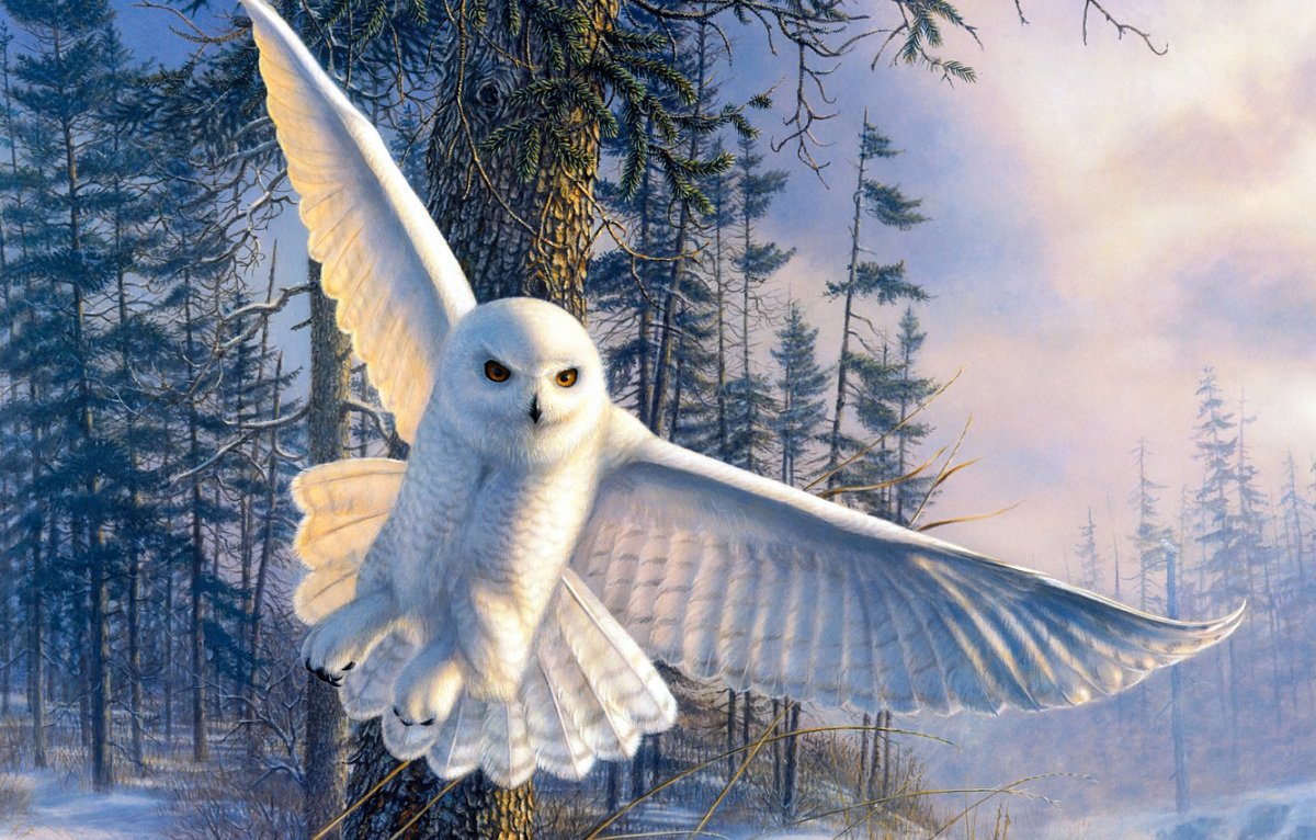 Полярная Сова зимой