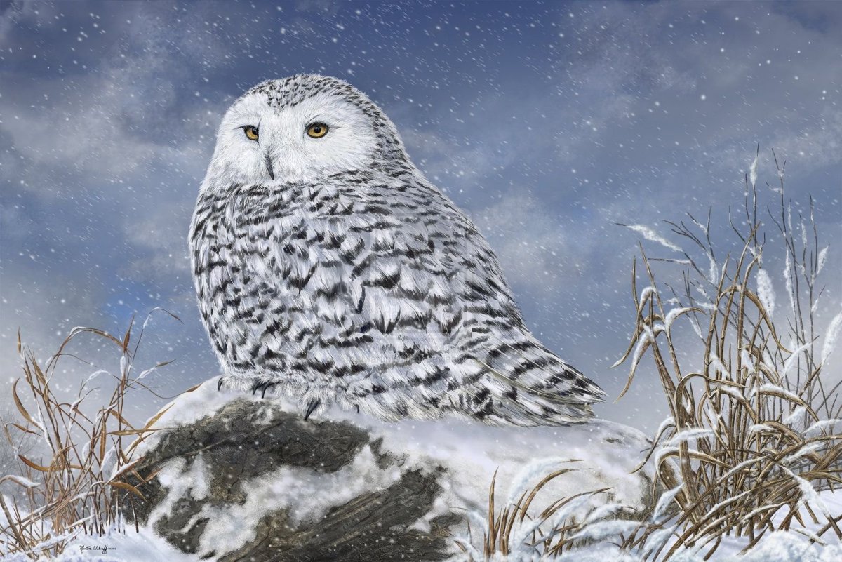 Зимующие птицы Полярная Сова