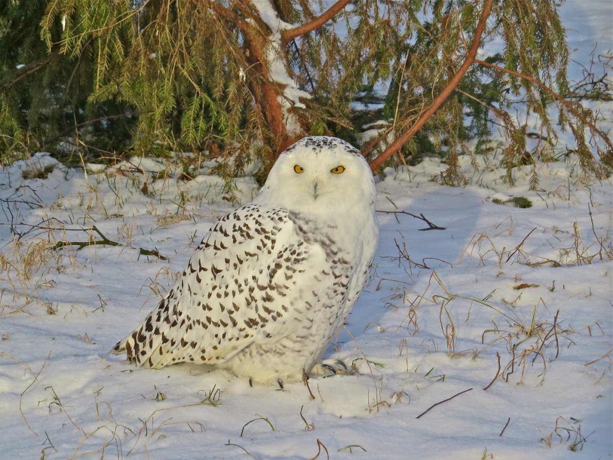 Полярная Сова в тундре