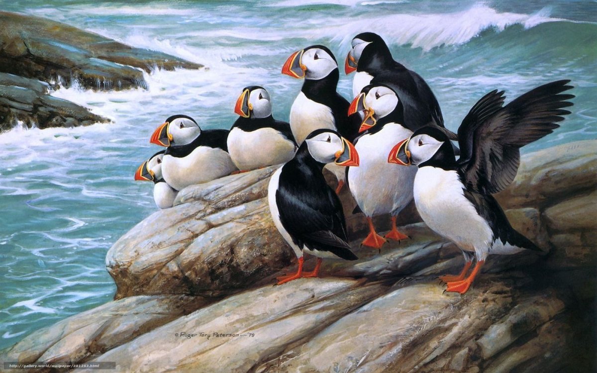 Животные и птицы Арктики