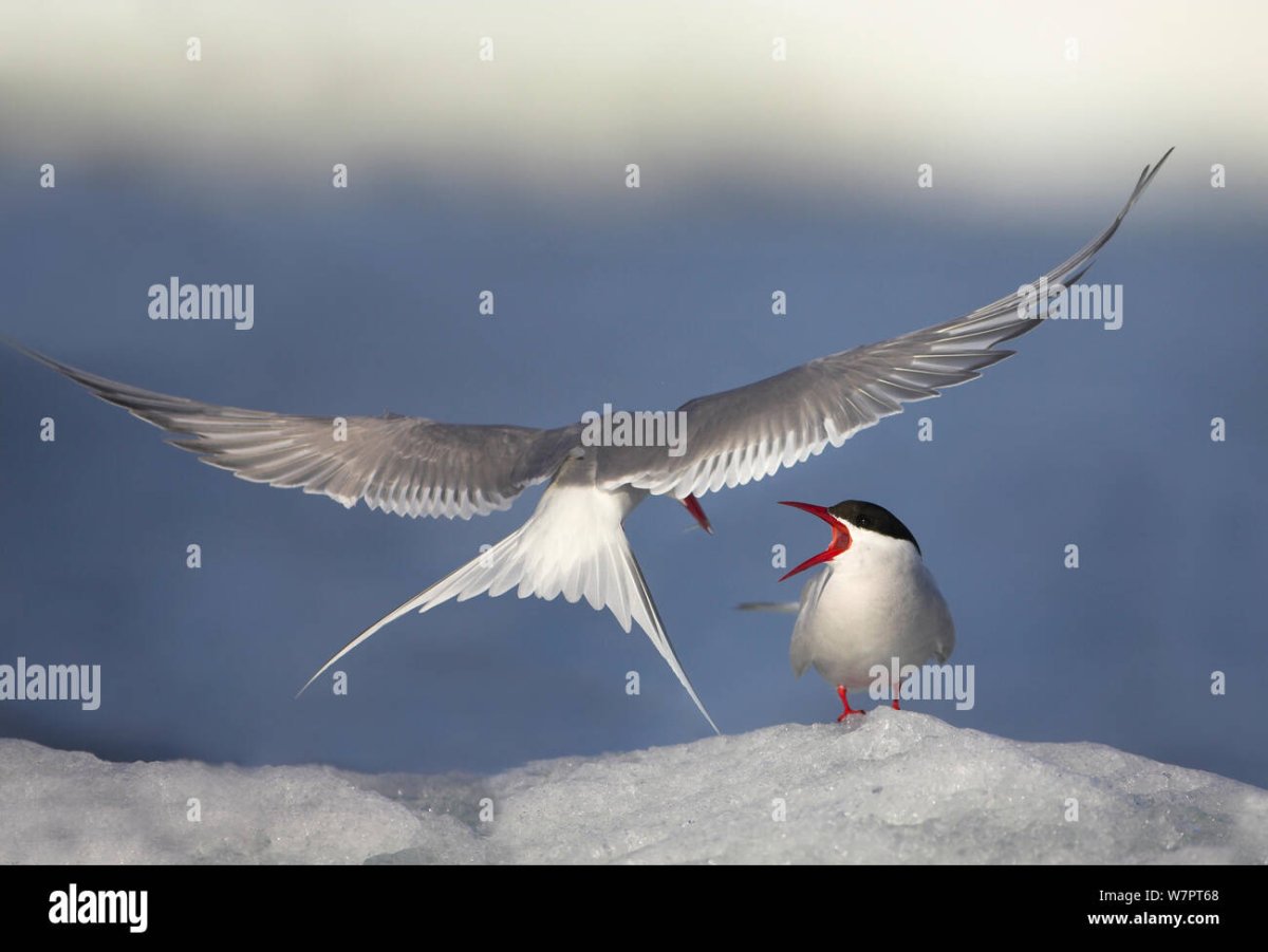 Арктика Полярная крачка тупик