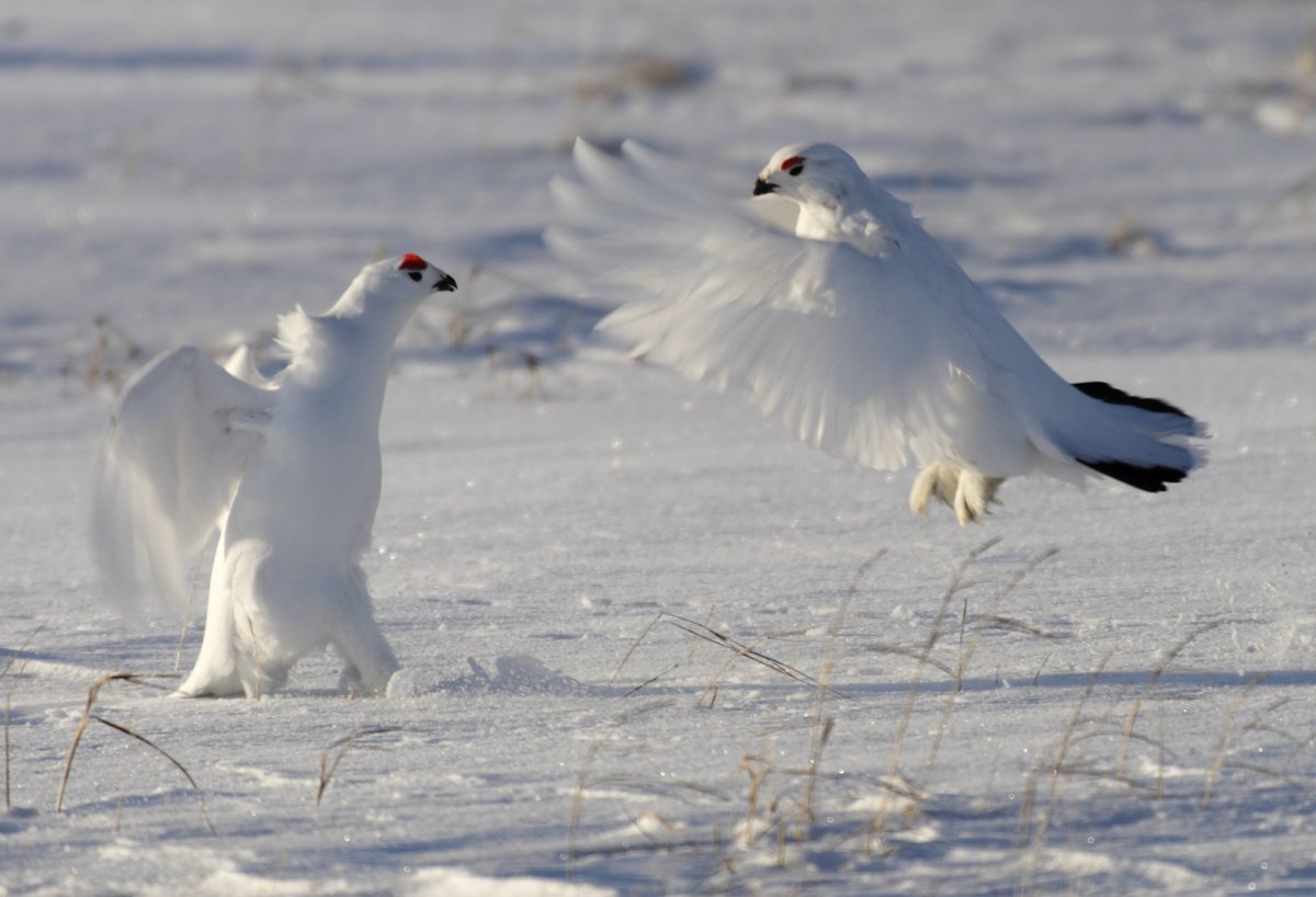 Тундровая куропатка