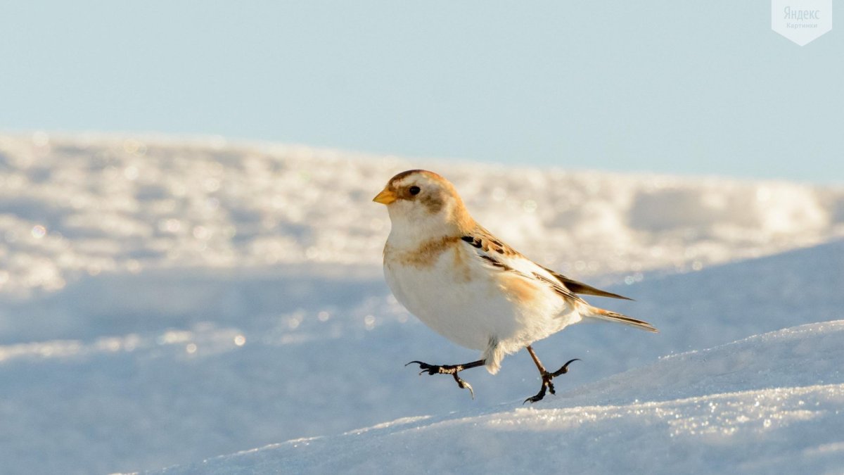 Пуночка Арктика