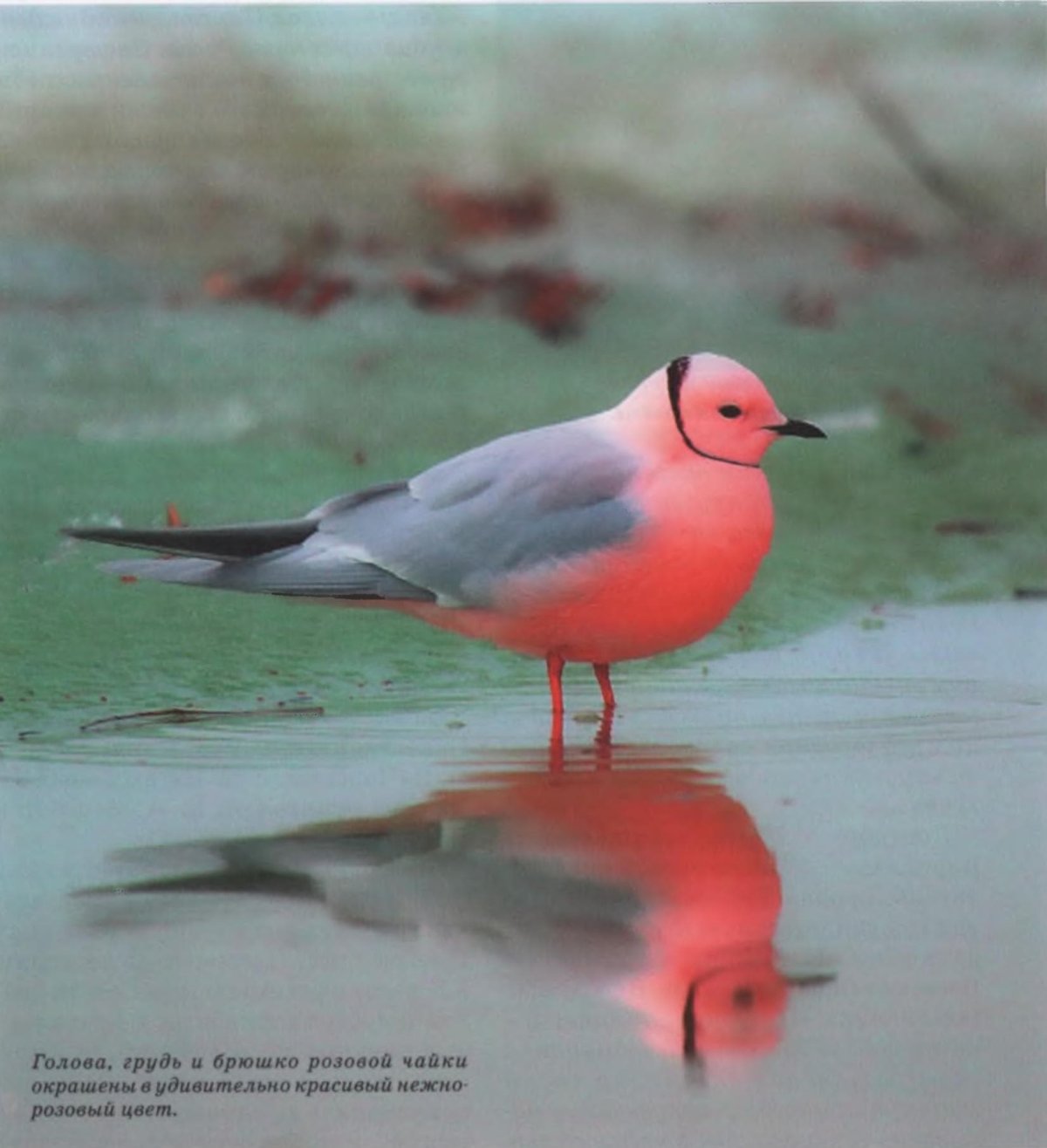 Розовая Чайка в тундре