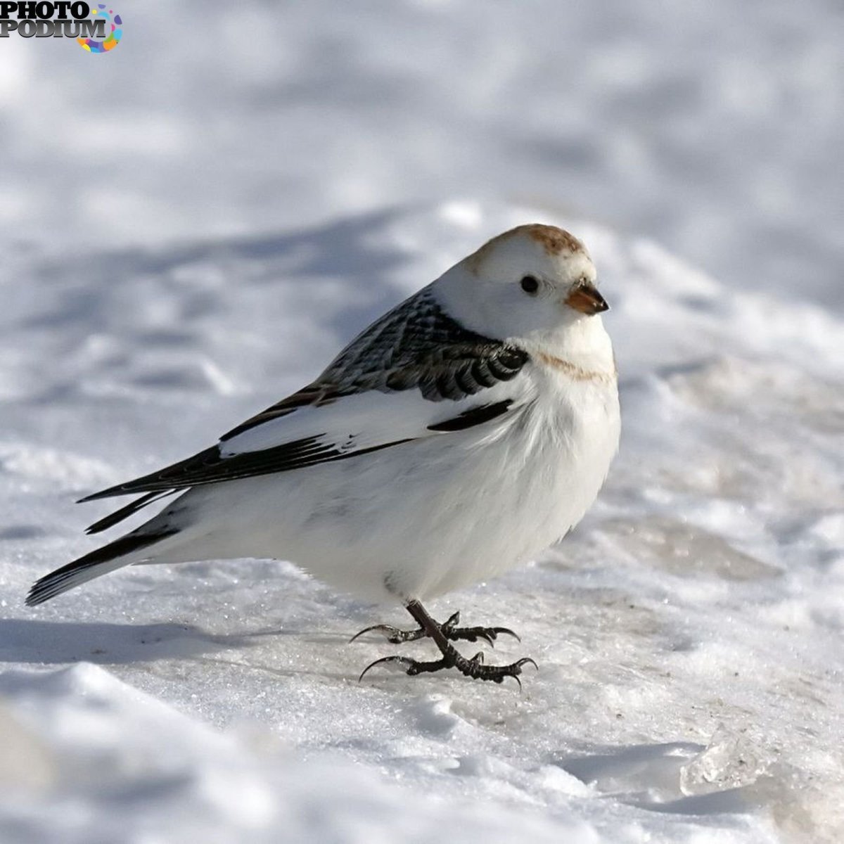 Пуночка птица