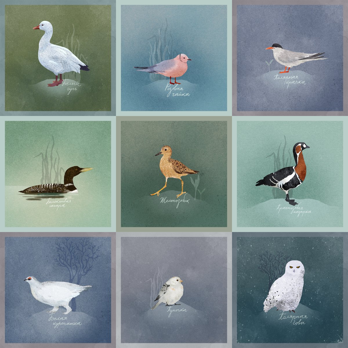 Дикие птицы севера