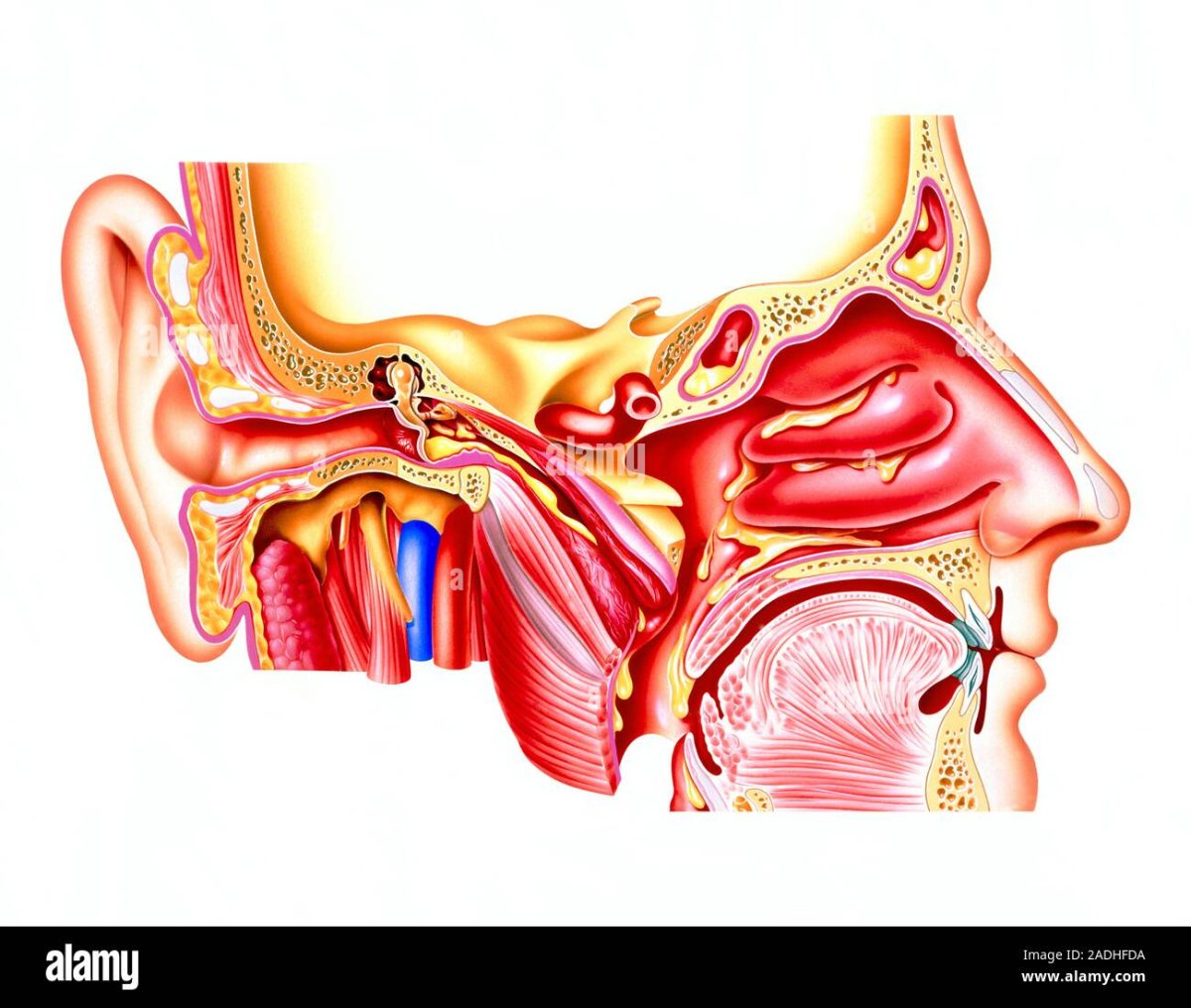 Анатомия носоглотки и уха