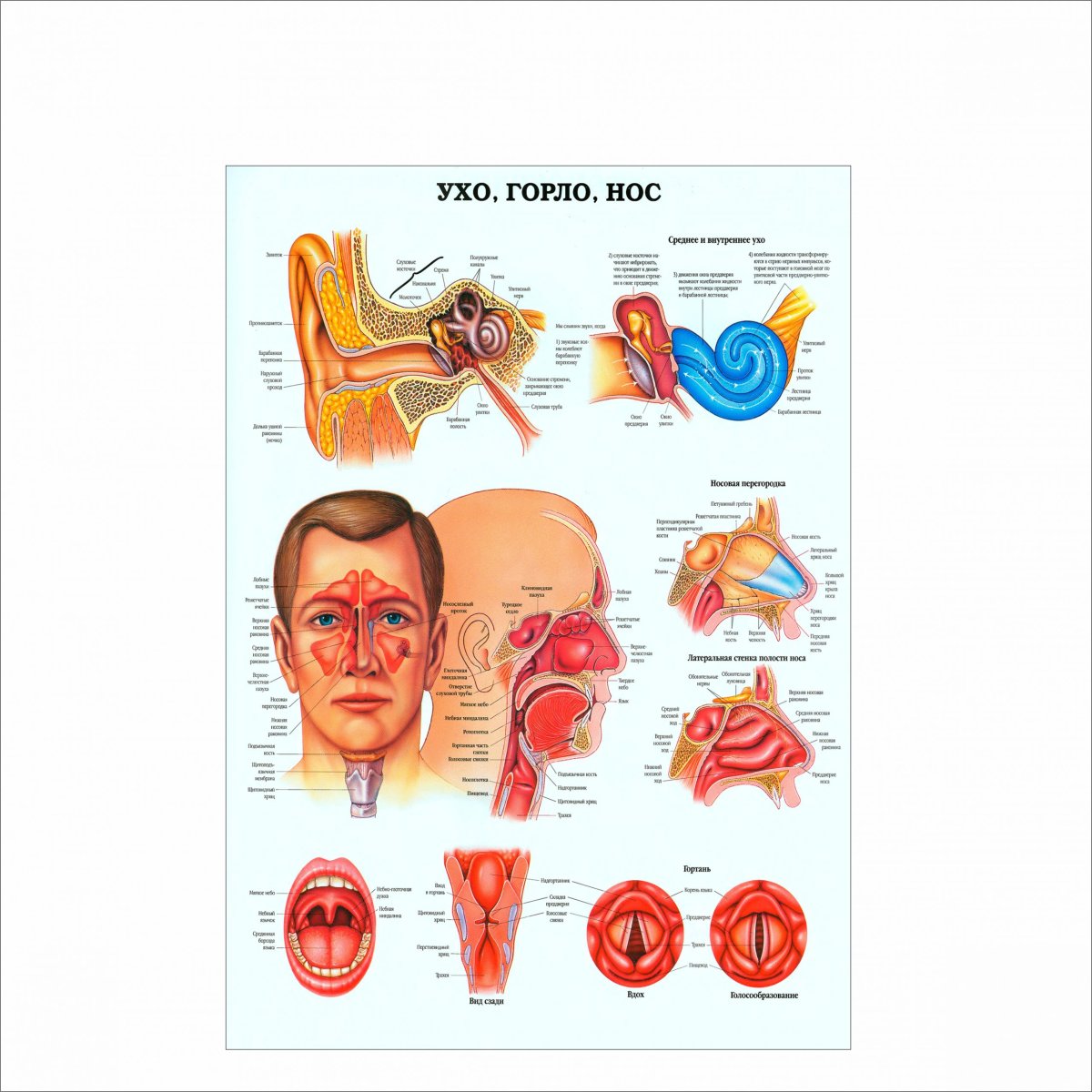 Медицина ЛОР