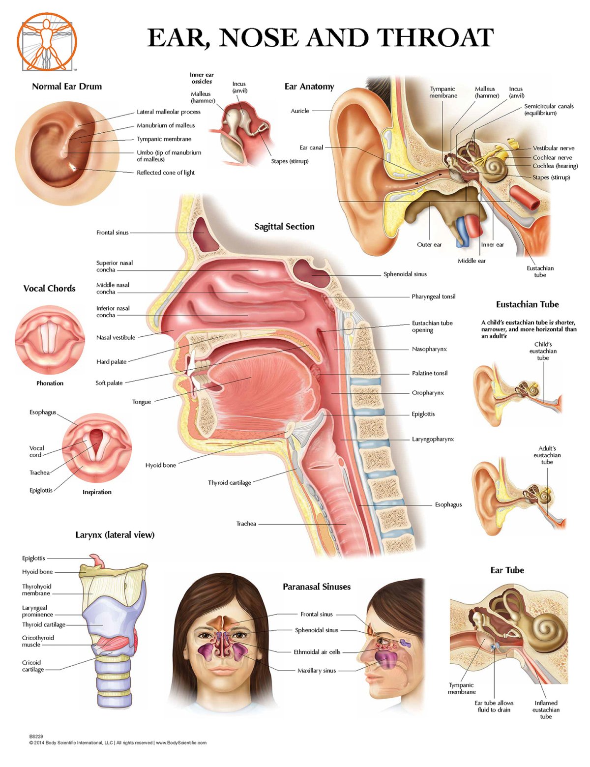 Заболевания уха и носа