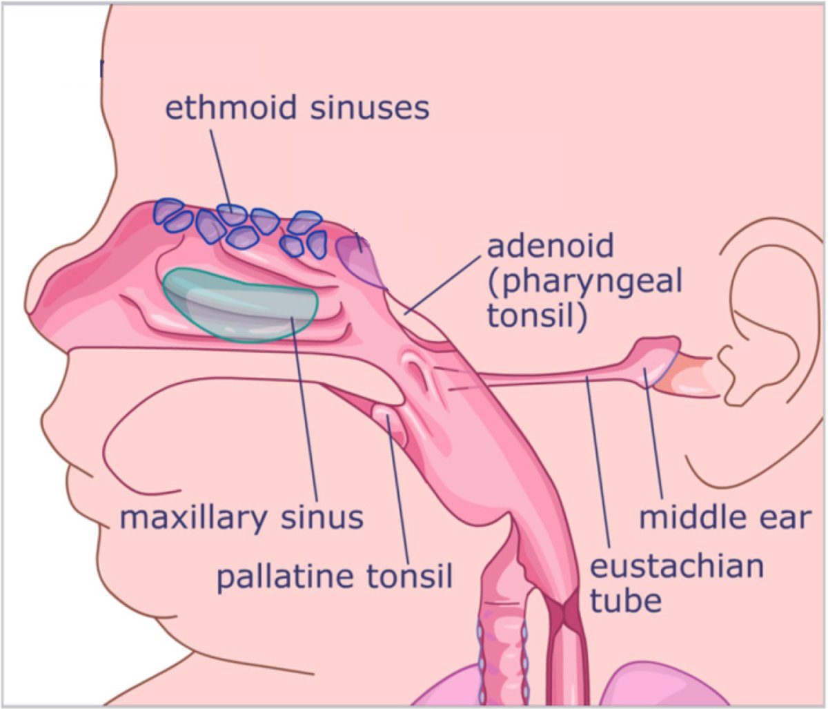 Ухо горло нос логотип