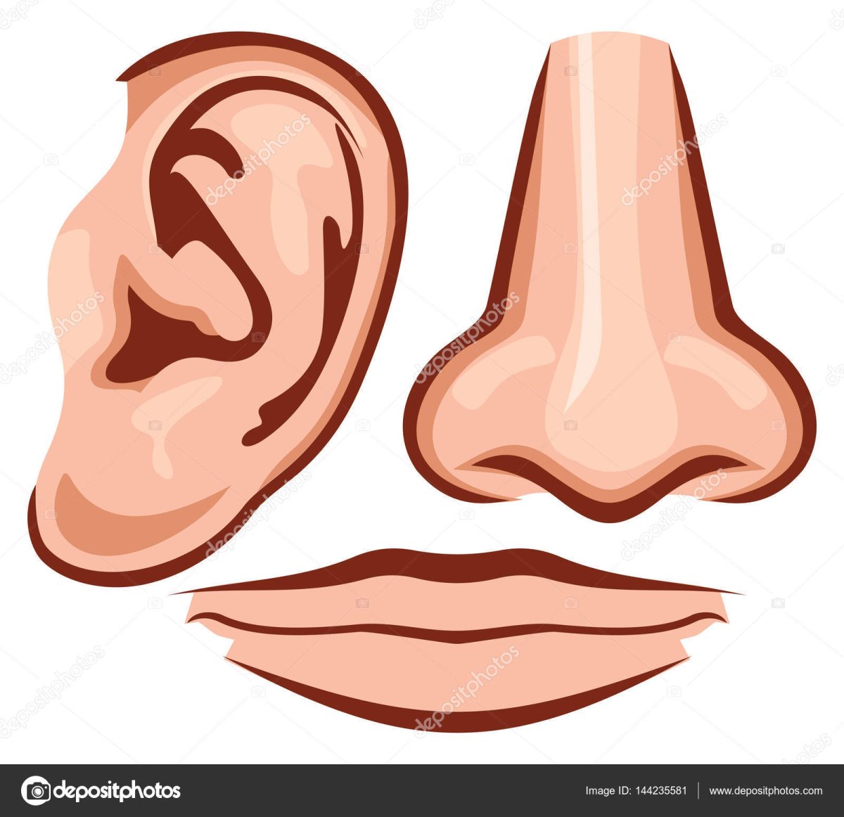 Ухо горло нос строение