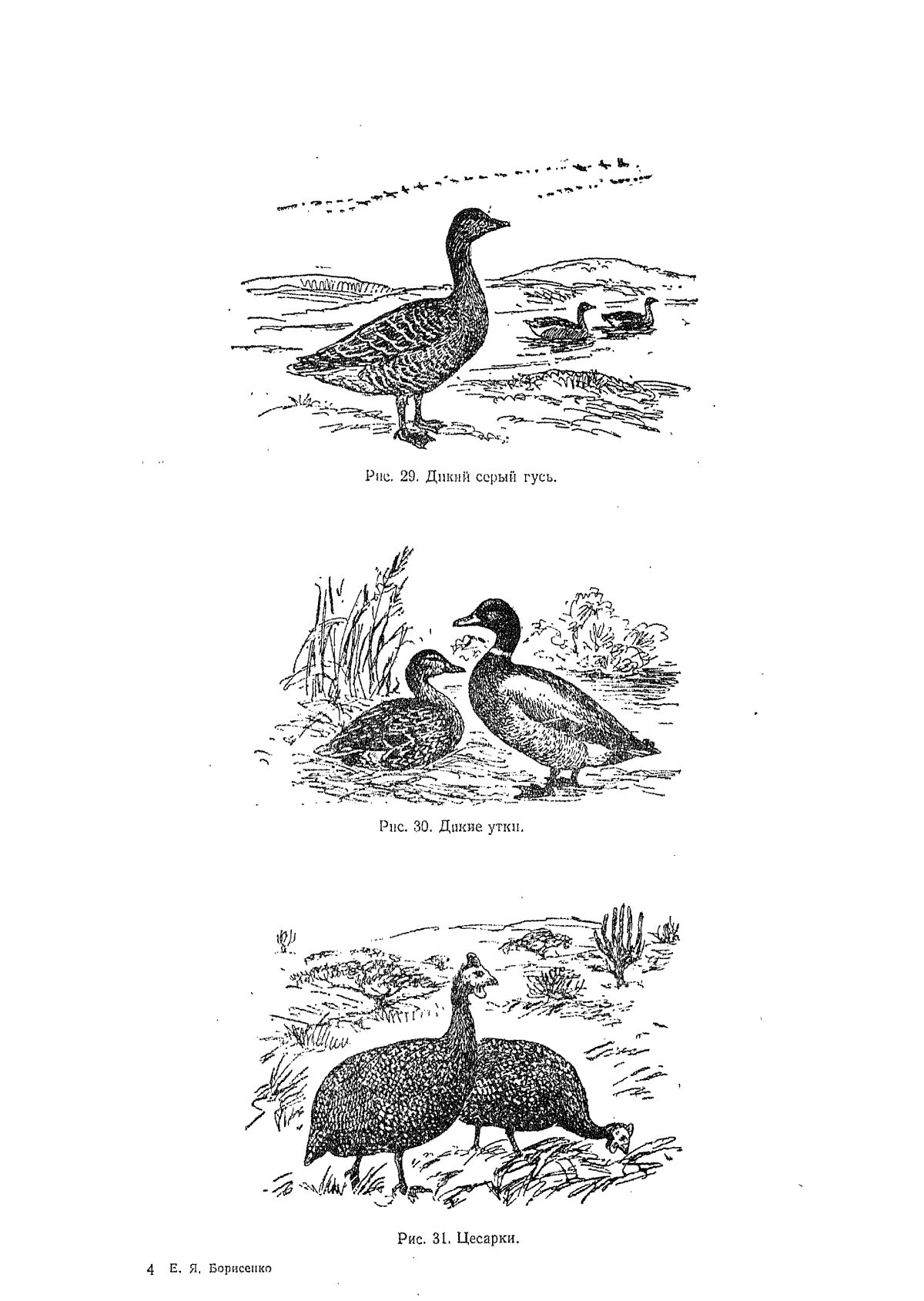 Гадкий утенок Андерсен