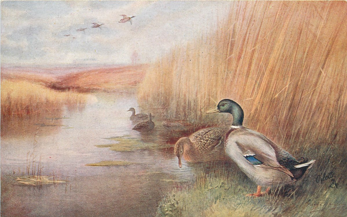 Утки идут на речку