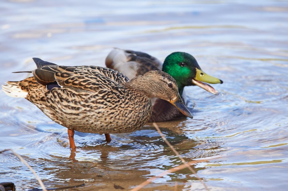 Утки идут на речку