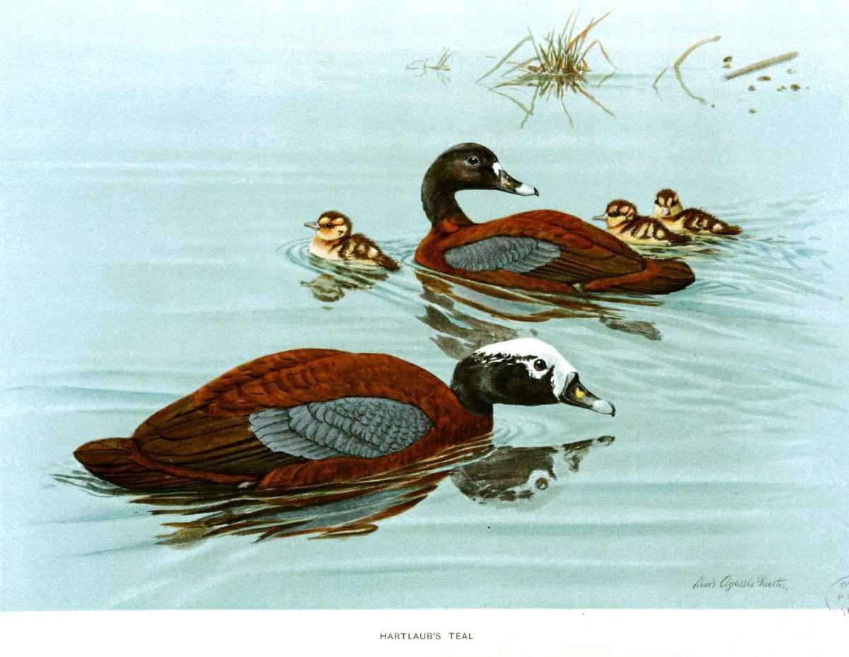 Приколы про утку