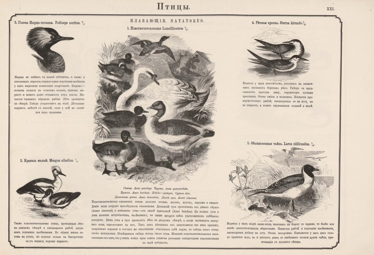 Кормить уток хлебом