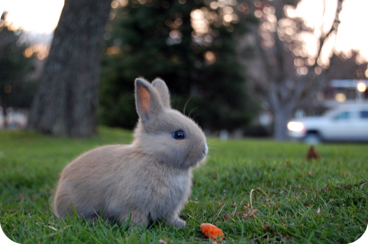 Пушистый зайчик