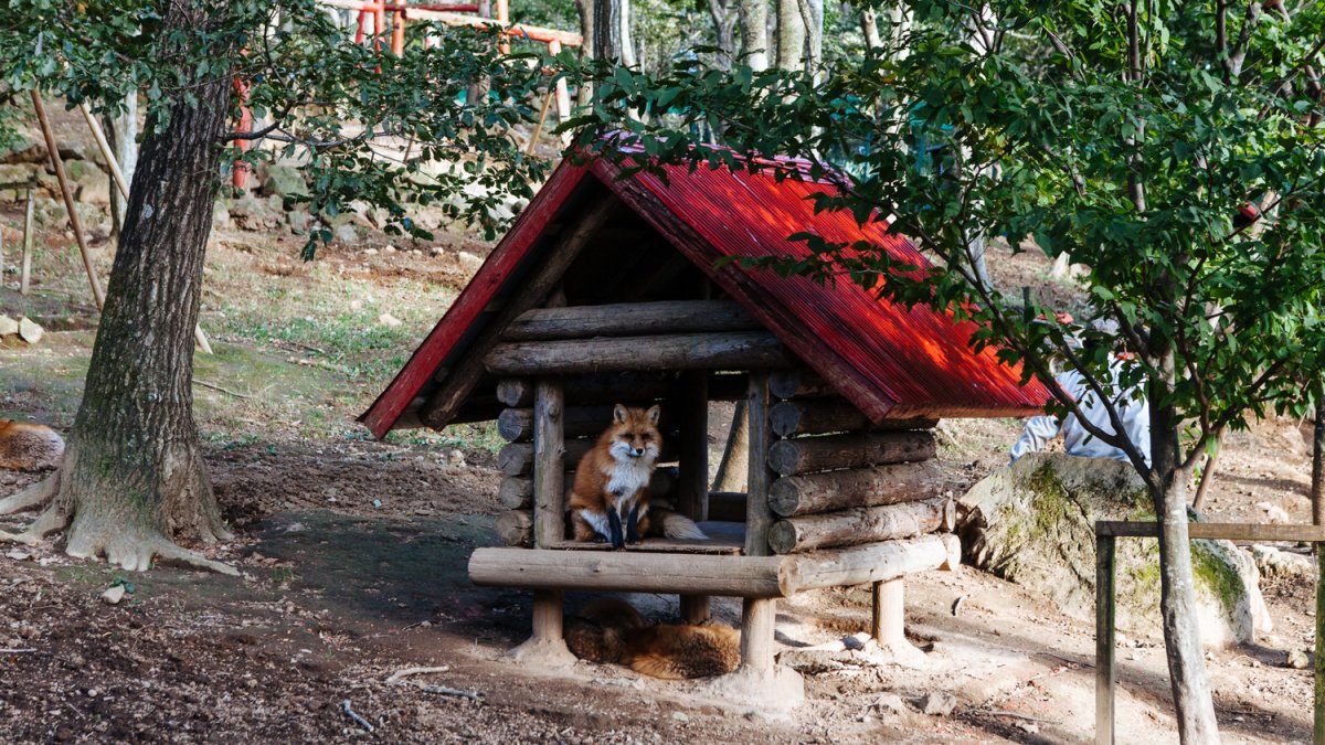 Лисенок на пне